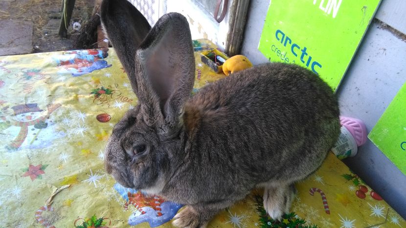 MASCUL =URIAS GERMAN -Nr 2;