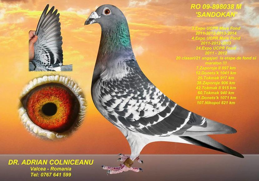 15420908_381617042172150_5519621428981797935_n - FOTO PORUMBEI DE BAZA