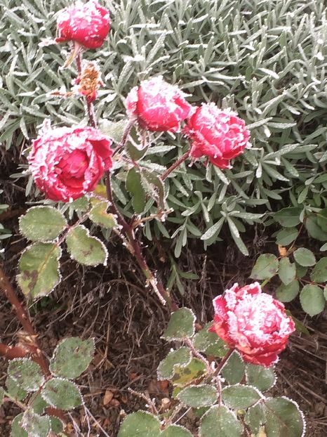 Sărbători fericite