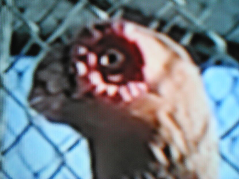 Pavel  Mihailek Ukraina