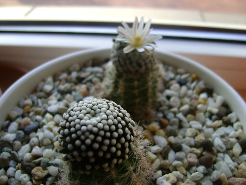 Mammillaria sanchez-mejoradae; Ajun de Craciun ultima floare
