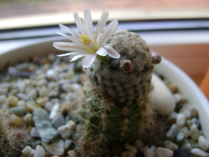 Mammillaria sanchez-mejoradae; Ajun de Craciun ultima floare
