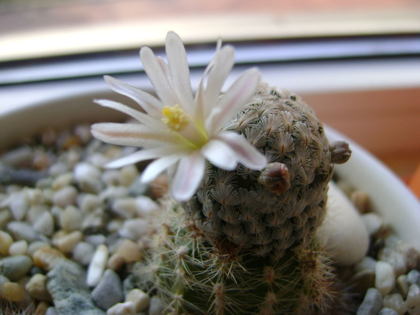 Mammillaria sanchez-mejoradae; Ajun de Craciun ultima floare
