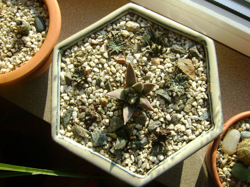 Grup de 8 Ariocarpus; A. fissuratus
A. fissuratus v. hintonii
A. retusus
A. retusus v. panarottoy
A.kotschoubeyanus macdowellii
A.kotschoubeyanus v. albiflora
A. kotschoubeyanus v. elepanthidens
A. agavoides
