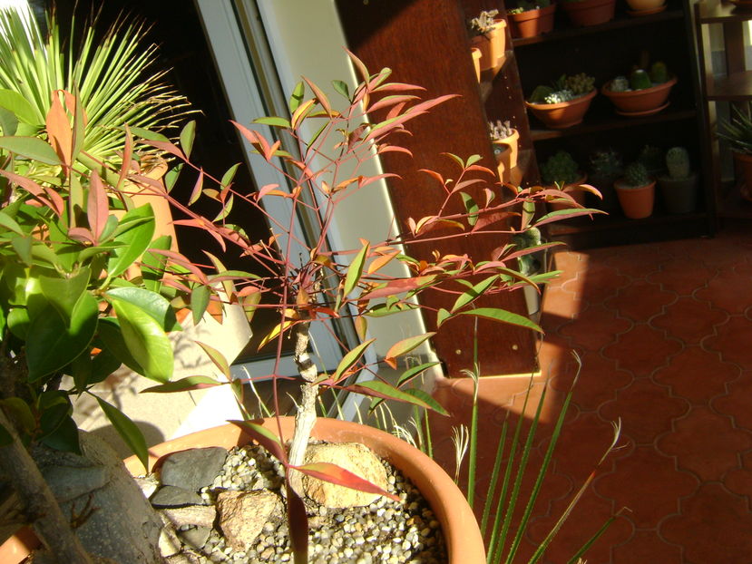 Nandina domestica nana, culori de toamna - Bonsai si prebonsai 2016-2017