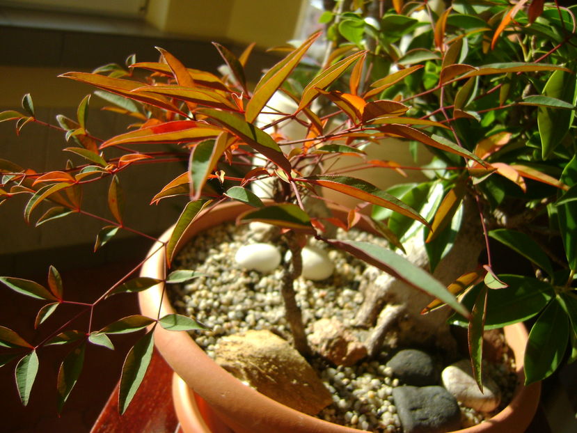 Nandina domestica nana, culori de toamna - Bonsai si prebonsai 2016-2017