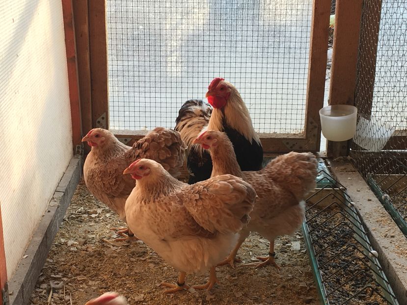 image - 2017 Wyandotte somon pitic