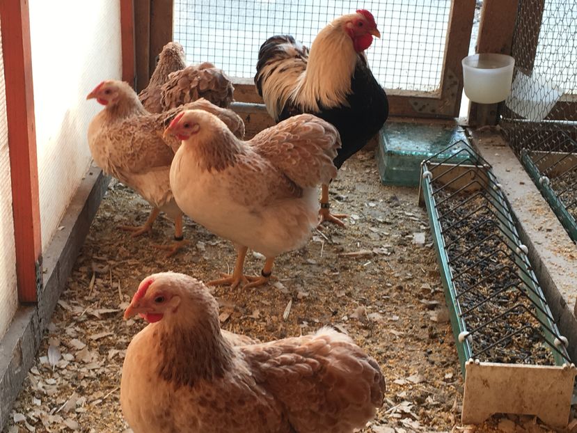 image - 2017 Wyandotte somon pitic