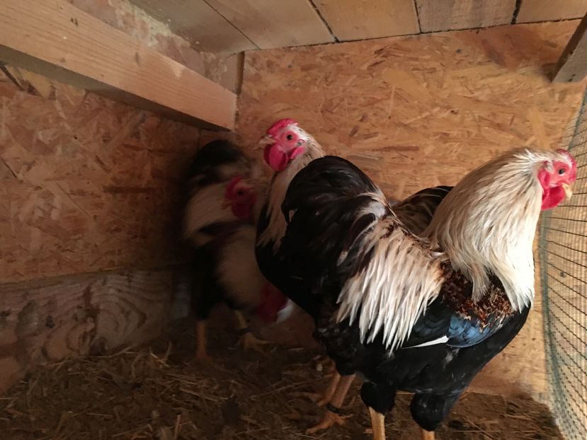 image - 2017 Wyandotte somon pitic