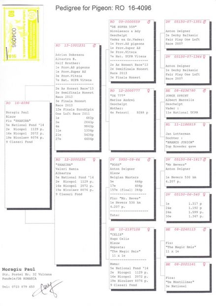 FEMELA PEDIGREE - P 09