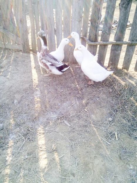 15665475_1655368808093748_9149323800688231933_n