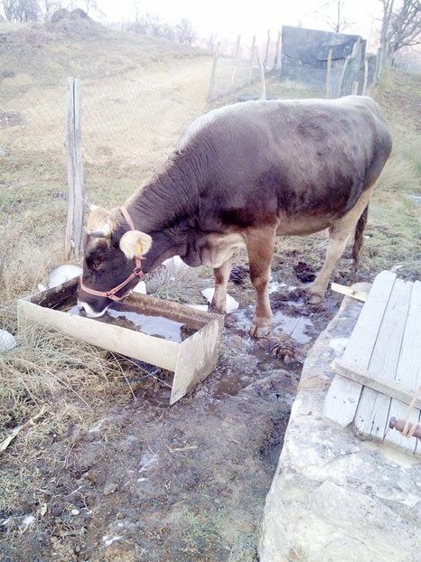 15683095_1655545321409430_1876133707_n