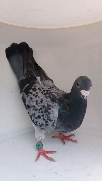 F 2011 Z luata de uliu17