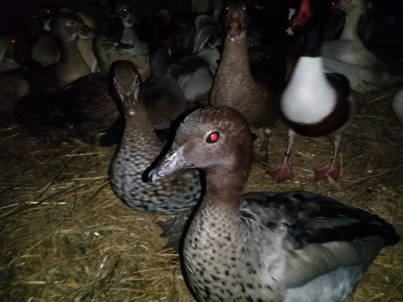 Pereche de vanzare - gasca cu coama