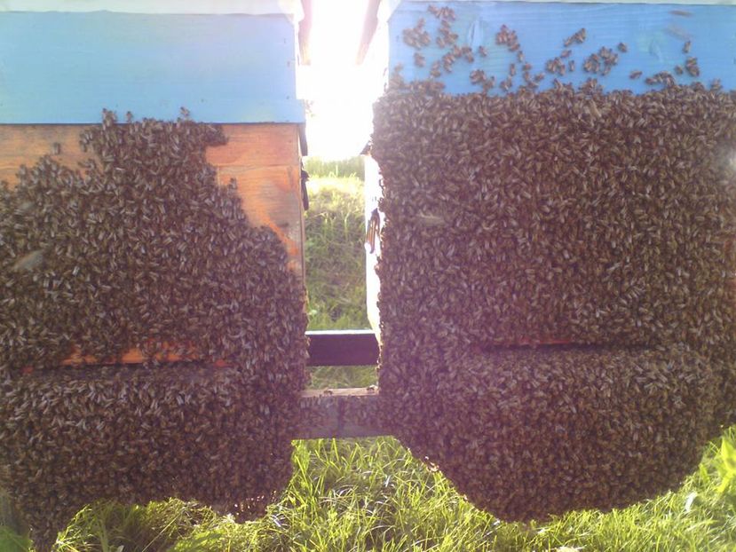 bee