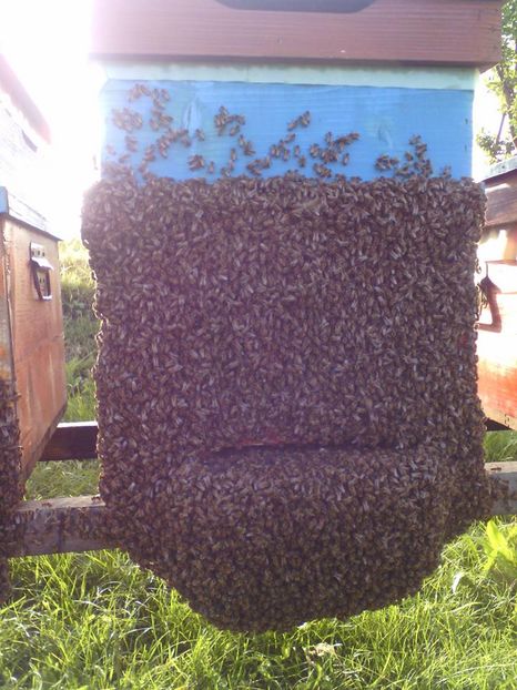 bee