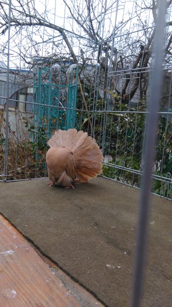 25 dec 2016 043 - galben