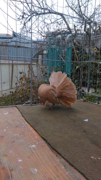 25 dec 2016 045 - galben