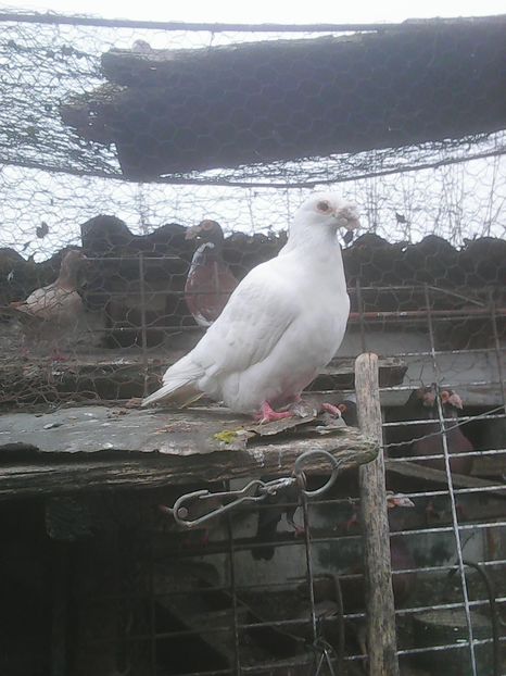 Photo0231 - Voiajori linia veche