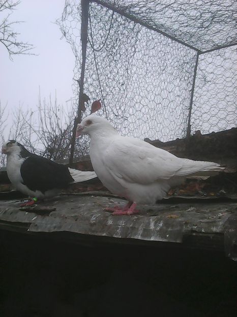 Photo0233 - Voiajori linia veche