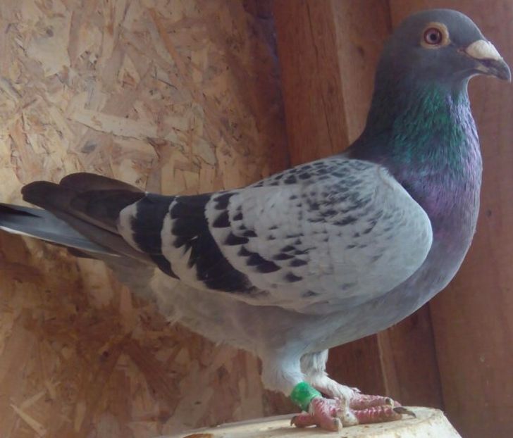 Mascul 2014-005.....-Caracal