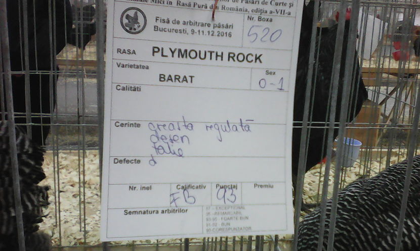  - 2 Gaini Plymouth Rock Barat