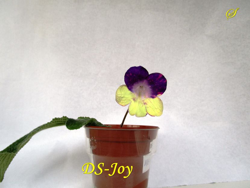DS-Joy(26-12-2016) - Streptocarpusi 2016