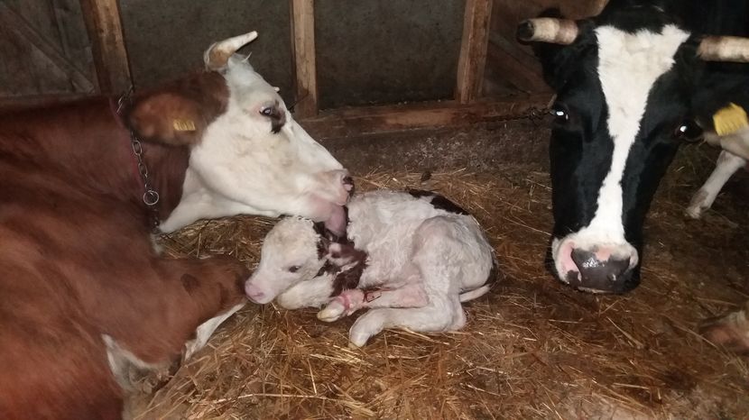Un vitel Tatal lui e Rumgo - Maria fatare 2 - 11 12 2016