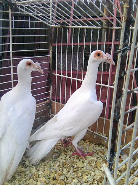 Photo0178 - carieri de vanzare ianuarie 2017