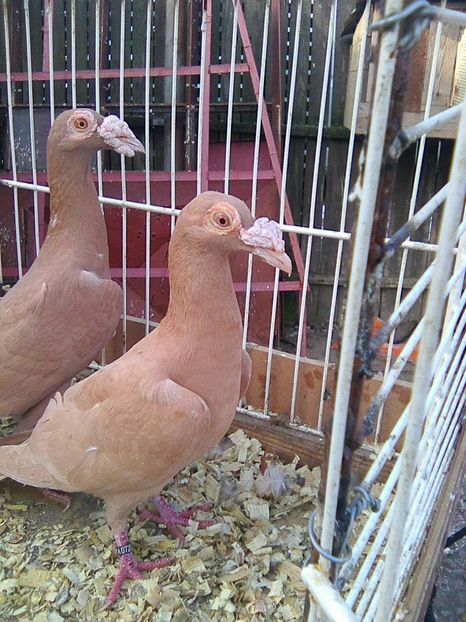 Photo0180 - carieri de vanzare ianuarie 2017