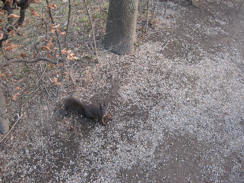  - Craciun la Viena 2011