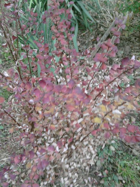 berberis - decembrie 2016