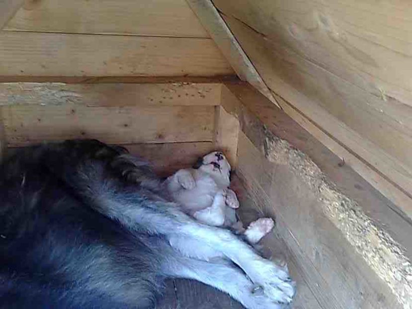 Imagine033 - Aris-Bozies