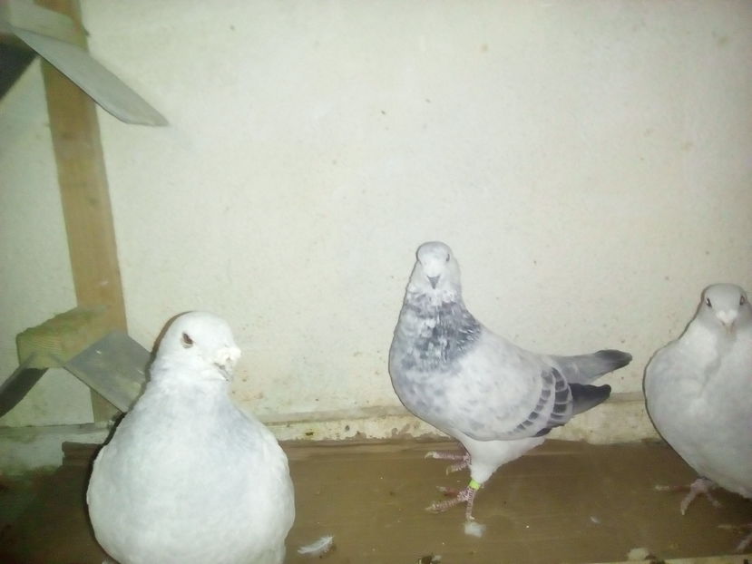 M 2013 sein , M 2016 cuc, F 2016