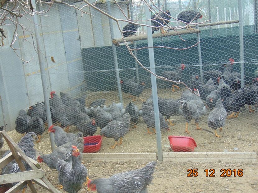 Plymouth rock barat 2016; Serie 2016,atent selectionate din rasa pura
