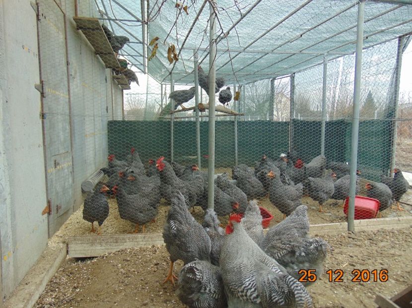 Plymouth rock barat 2016; Serie 2016,atent selectionate din rasa pura
