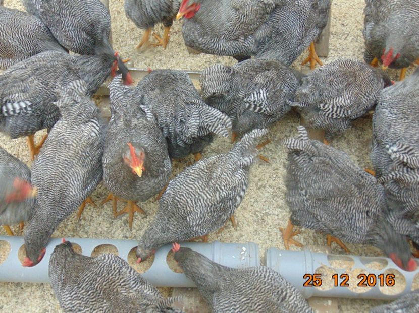 Plymouth rock barat 2016; Serie 2016,atent selectionate din rasa pura
