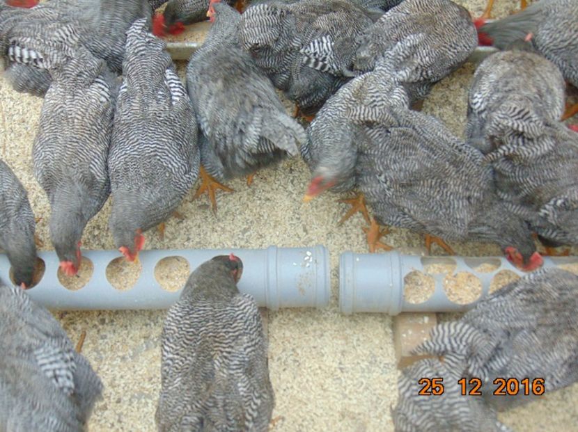 Plymouth rock barat 2016; Serie 2016,atent selectionate din rasa pura
