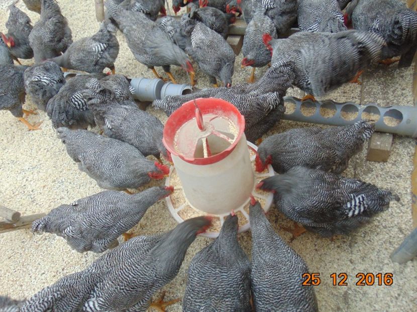 Plymouth rock barat 2016; Serie 2016,atent selectionate din rasa pura
