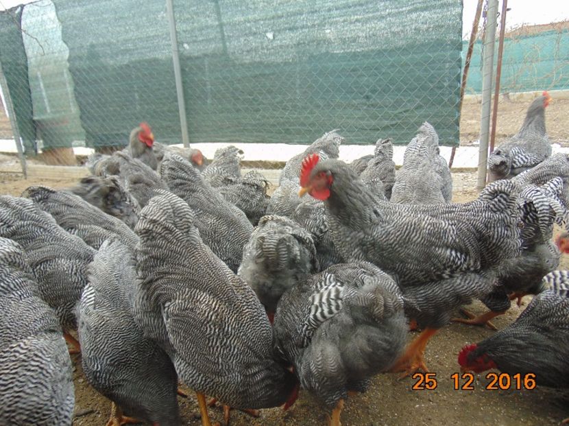 Plymouth rock barat 2016; Serie 2016,atent selectionate din rasa pura
