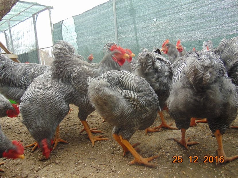 Plymouth rock barat 2016; Serie 2016,atent selectionate din rasa pura
