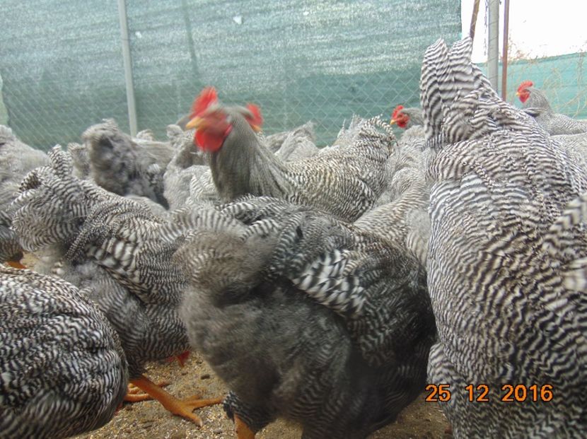 Plymouth rock barat 2016; Serie 2016,atent selectionate din rasa pura
