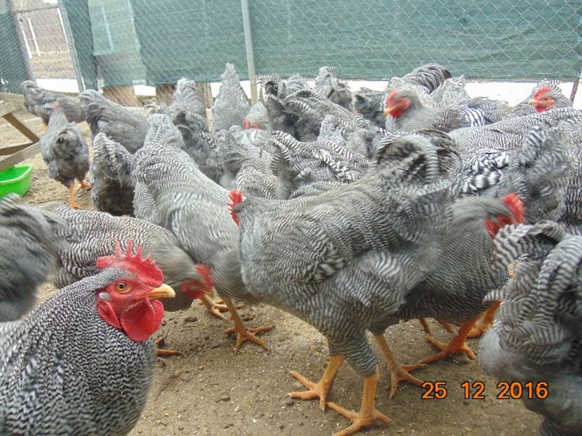 Plymouth rock barat 2016 - Vindem cocosi Plymouth rock barat 2019