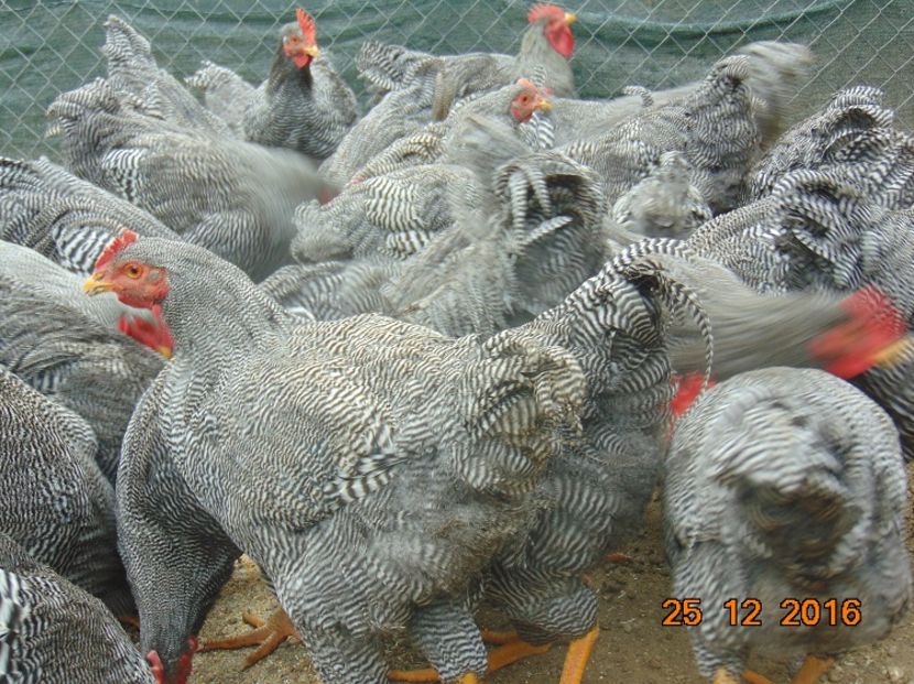 Plymouth rock barat 2016; Serie 2016,atent selectionate din rasa pura
