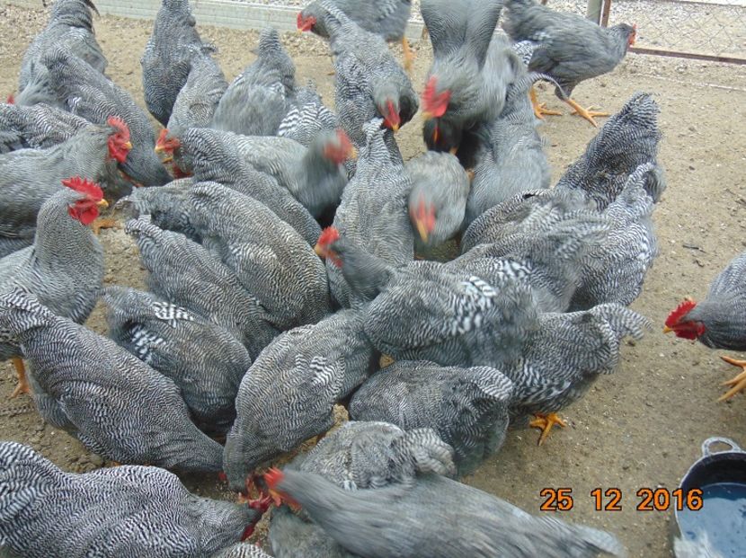 Plymouth rock barat 2016; Serie 2016,atent selectionate din rasa pura
