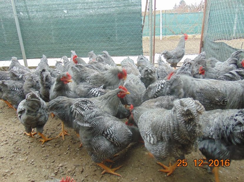 pasari 44; Serie 2016,atent selectionate din rasa pura
