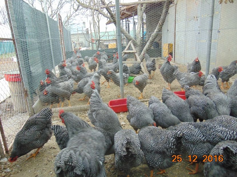 Plymouth rock barat 2016; Serie 2016,atent selectionate din rasa pura
