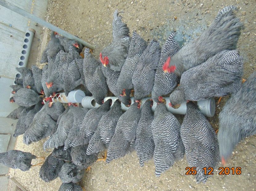 Plymouth rock barat 2016; Serie 2016,atent selectionate din rasa pura
