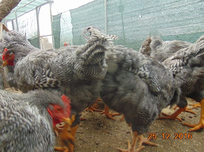 Plymouth rock barat 2016