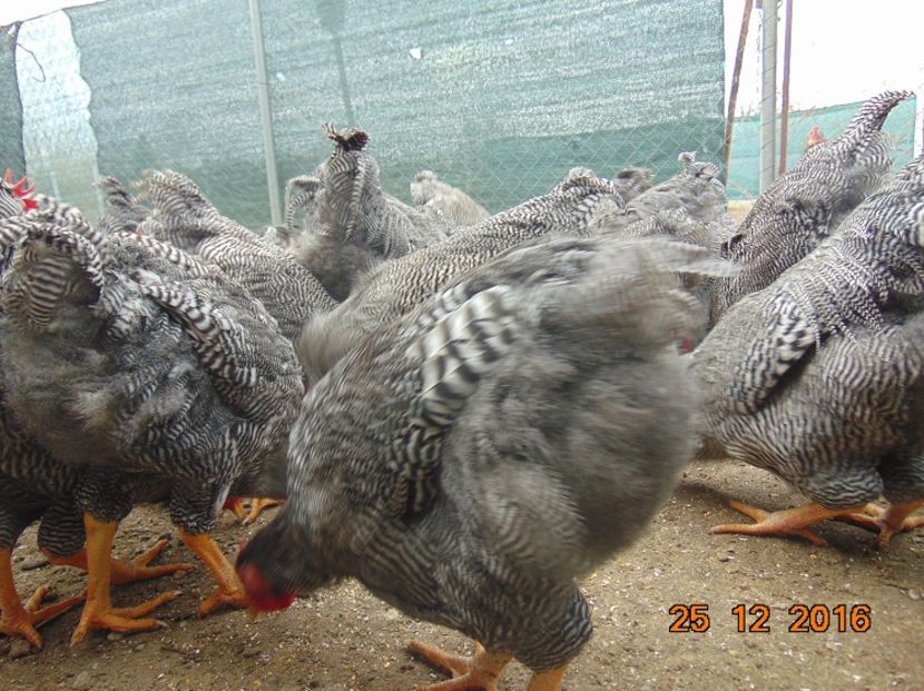 Plymouth rock barat 2016